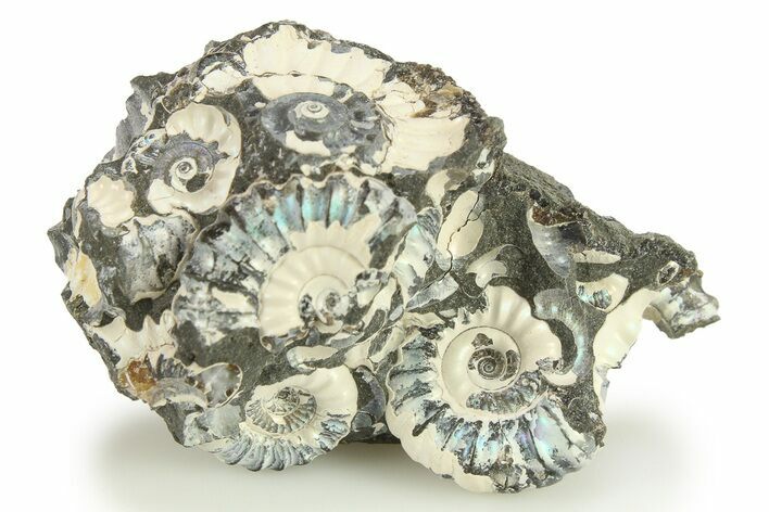 Ammonite (Promicroceras) Cluster - Marston Magna, England #281992